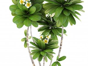 frangipani tree 3D Model