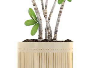 frangipani tree 3D Model