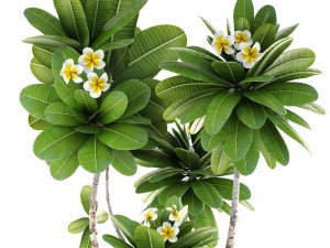 frangipani tree 3D Model