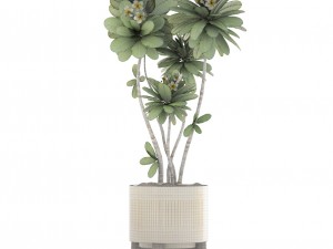 frangipani tree 3D Model