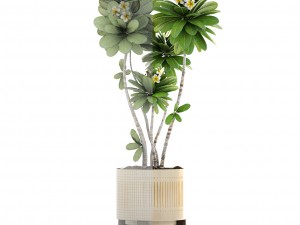 frangipani tree 3D Model