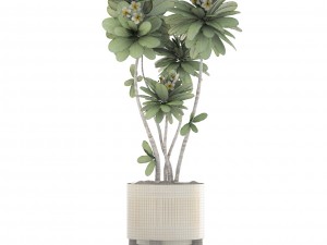 frangipani tree 3D Model