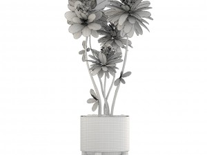 frangipani tree 3D Model
