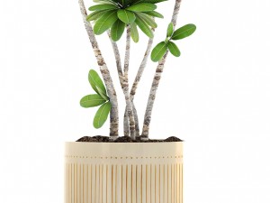 frangipani tree 3D Model