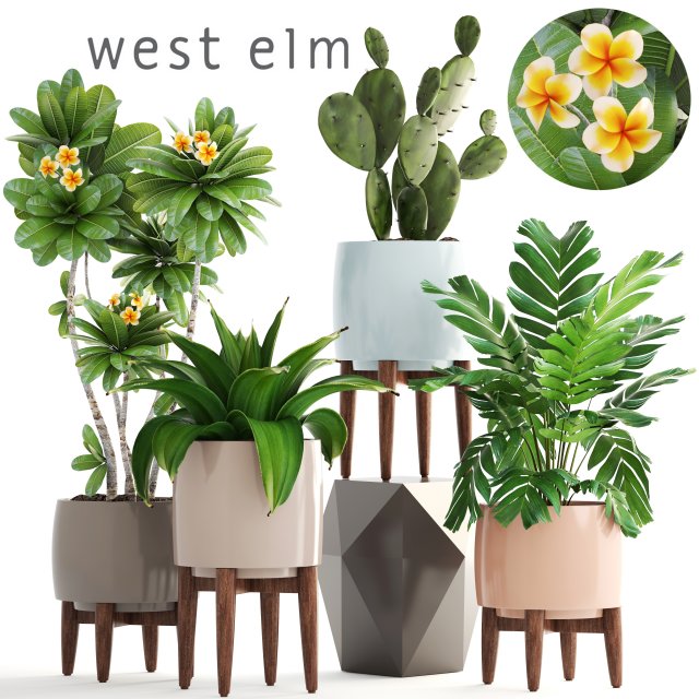 collection of plants 3D 모델 .c4d .max .obj .3ds .fbx .stl .blend 