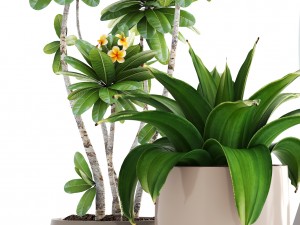 collection of plants 3D 모델