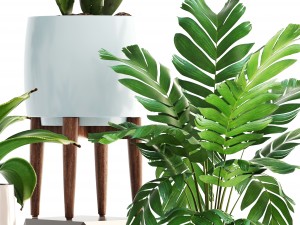 collection of plants 3D 모델
