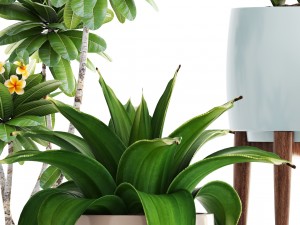collection of plants 3D 모델