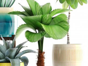 collection of plants 3D Model