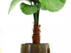 collection of plants 3D Model