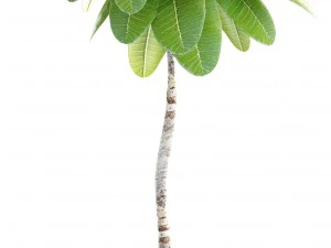 collection of plants 3D Model