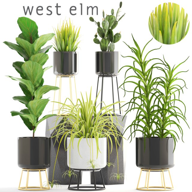 collection of plants 3D Model .c4d .max .obj .3ds .fbx .stl .blend 