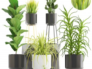 collection of plants 3D Model
