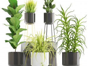 collection of plants 3D Model