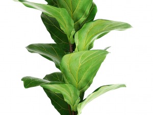 collection of plants 3D Model