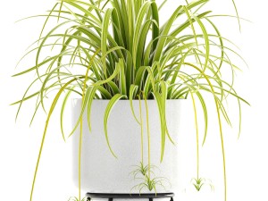 collection of plants 3D Model