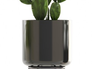 collection of plants 3D Model