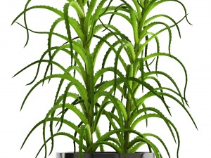 collection of plants 3D Model