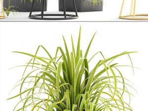 collection of plants 3D Model