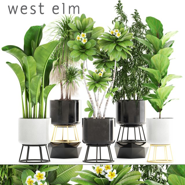 collection of plants 3D 모델 .c4d .max .obj .3ds .fbx .stl .blend 