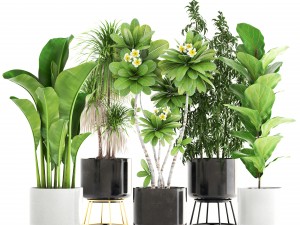 collection of plants 3D 모델