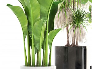 collection of plants 3D 모델