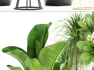 collection of plants 3D 모델