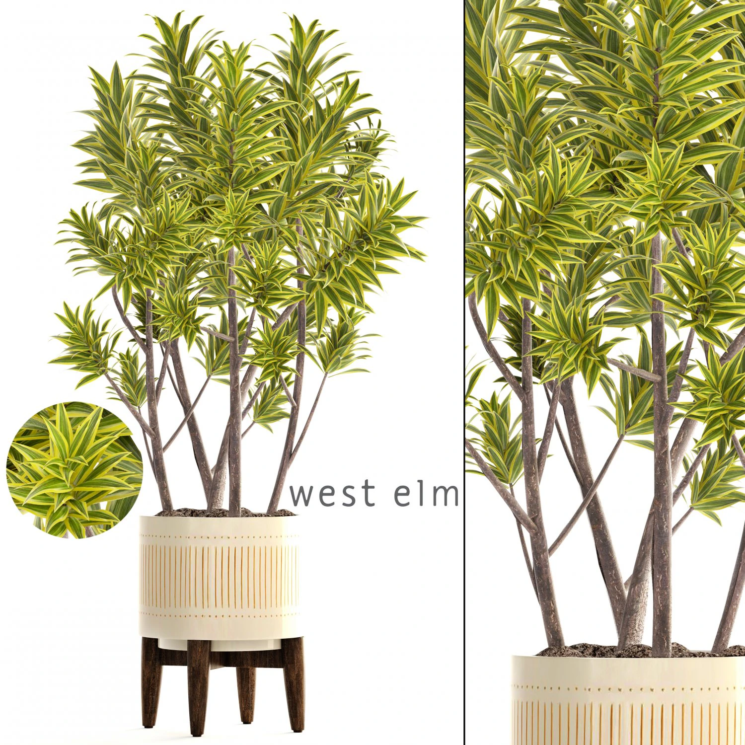 &aacute;rvore dracaena Modelo 3D .c4d .max .obj .3ds .fbx .stl .blend 