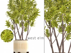 dracaena tree Modèle 3D
