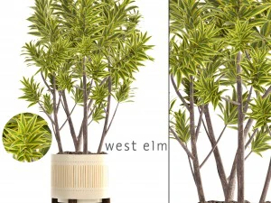 &aacute;rbol de dracaena Modelo 3D