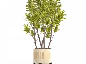 &aacute;rvore dracaena Modelo 3D