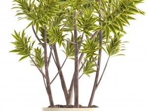 dracaena tree Modello 3D