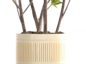 &aacute;rvore dracaena Modelo 3D