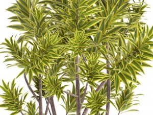 dracaena tree Modello 3D