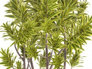 &aacute;rvore dracaena Modelo 3D