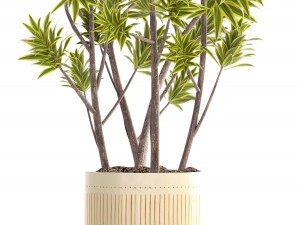 dracaena tree Modello 3D