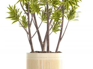&aacute;rvore dracaena Modelo 3D