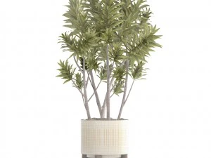 &aacute;rvore dracaena Modelo 3D