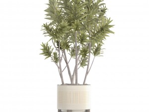 dracaena tree Modello 3D