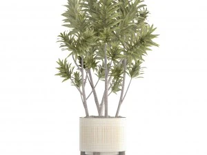 &aacute;rvore dracaena Modelo 3D