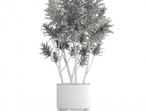 dracaena tree Modello 3D