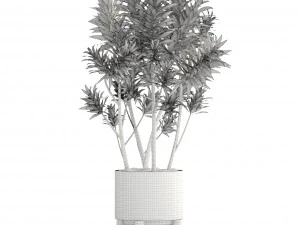 &aacute;rvore dracaena Modelo 3D