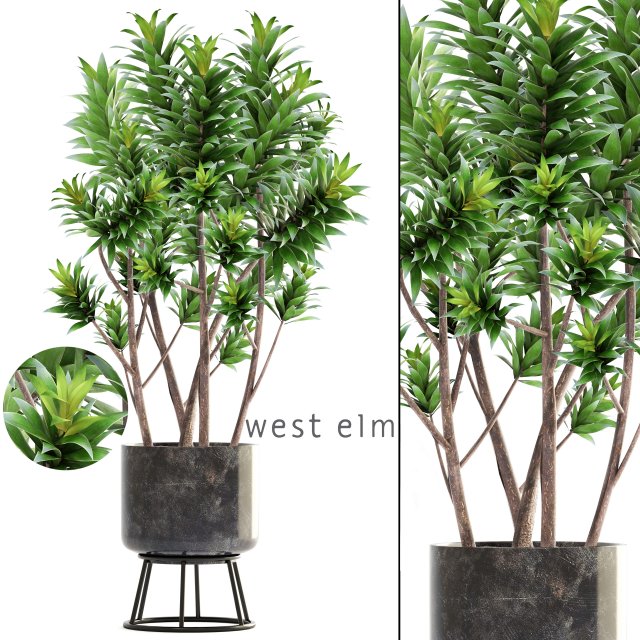 dracaena tree Modelo 3D .c4d .max .obj .3ds .fbx .stl .blend 