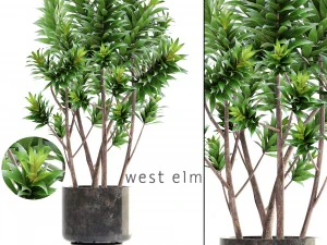 &aacute;rbol de dracaena Modelo 3D