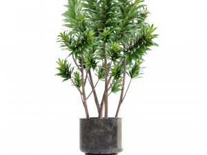 dracaena tree Modelo 3D
