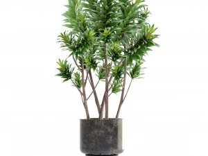 dracaena tree 3D Model