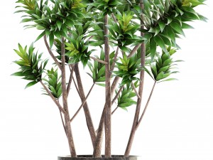 dracaena tree Modelo 3D