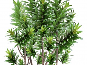 dracaena tree Modelo 3D