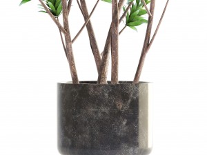 dracaena tree Modelo 3D