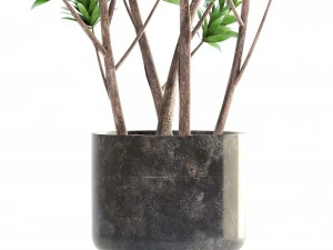 dracaena tree 3D Model